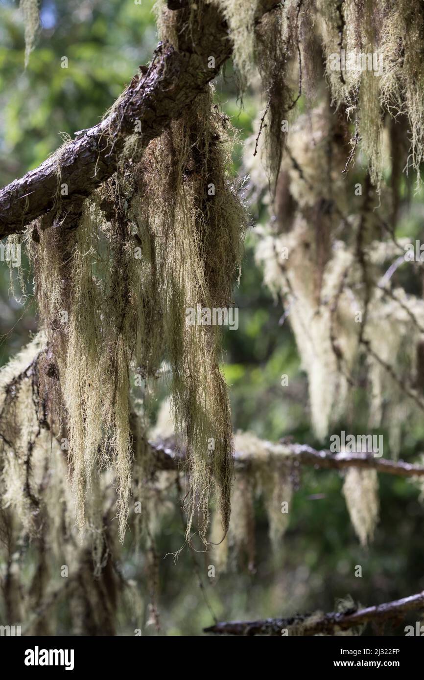 Bartflechte, Bartflechten, BartFlechte, Usnea spec., Old Man