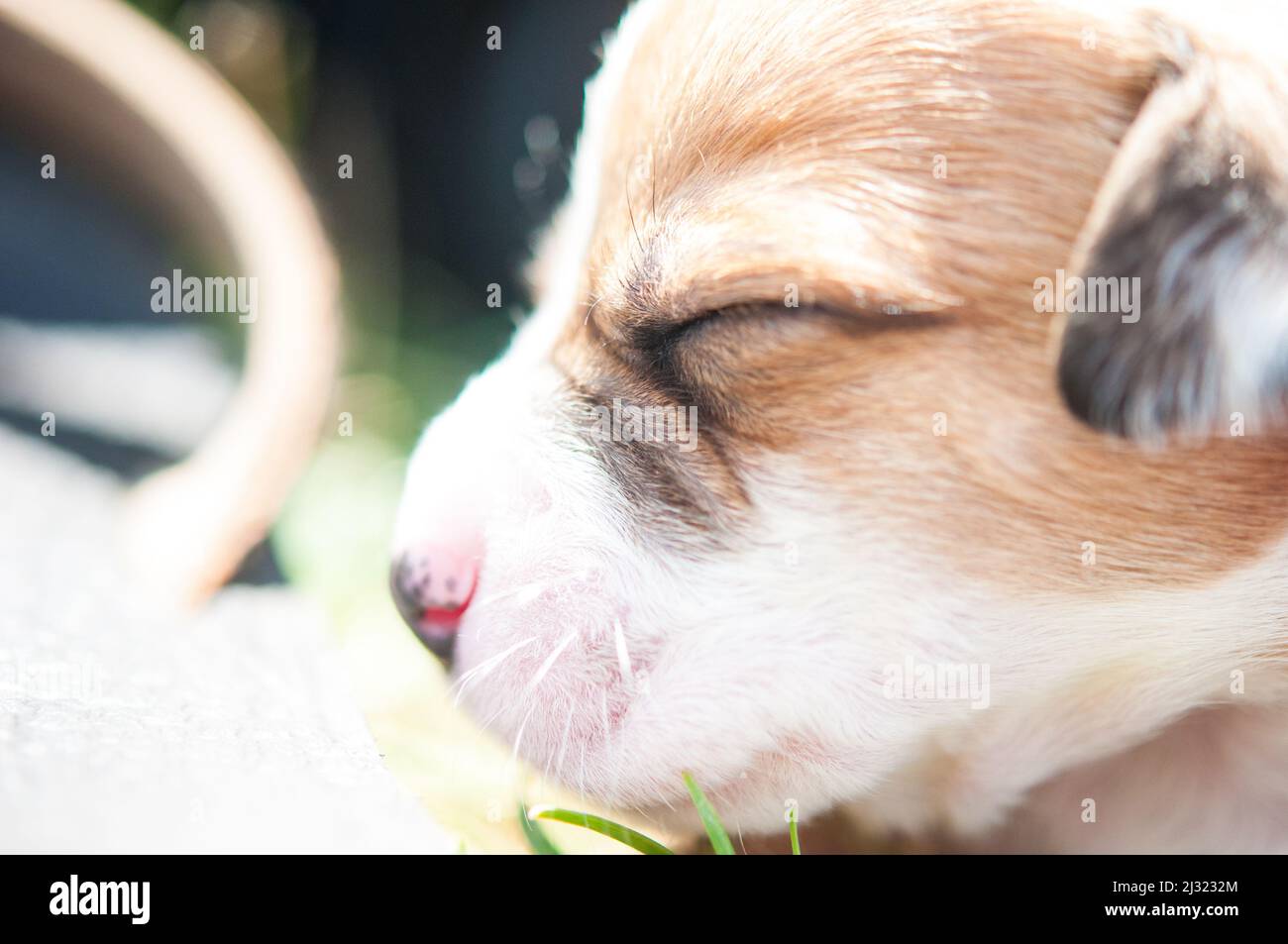 Close up puppy portrait Stock Photo