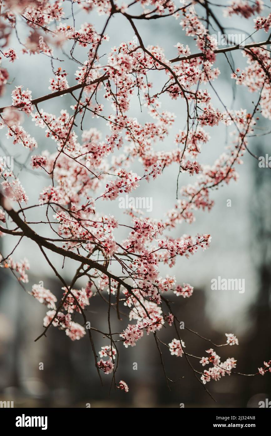 A tranquil scenery of cherry blossom trees with bokeh lights Stock ...