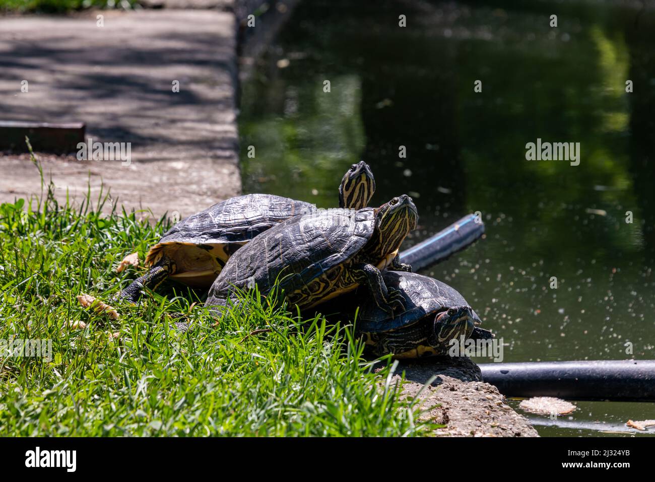 Three red-eared sliders on a pond shore Stock Photo - Alamy