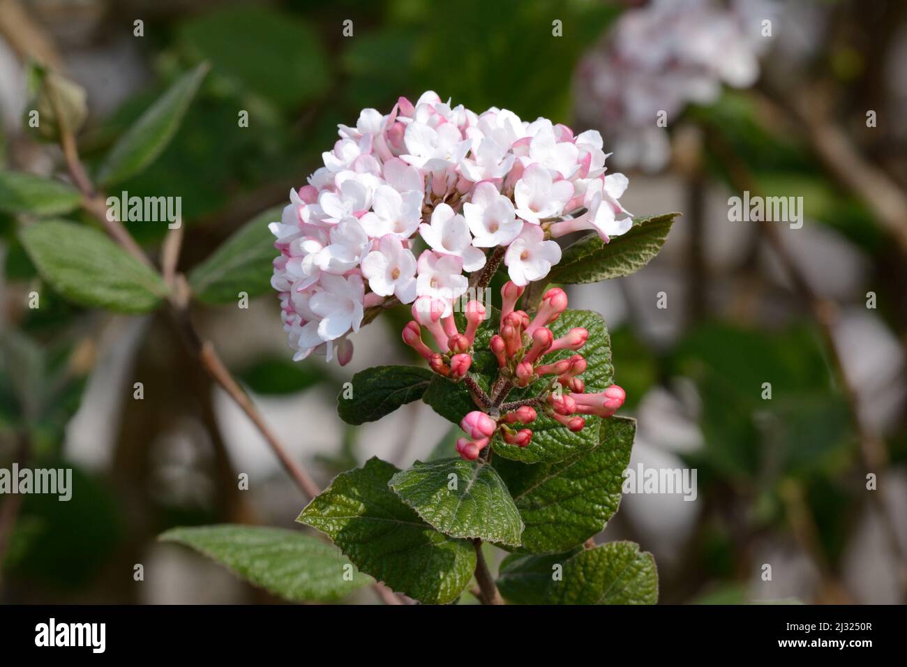 Viburnum carlesii Aurora arrowood aurora red buds highly fragrant pale pink flowers Stock Photo