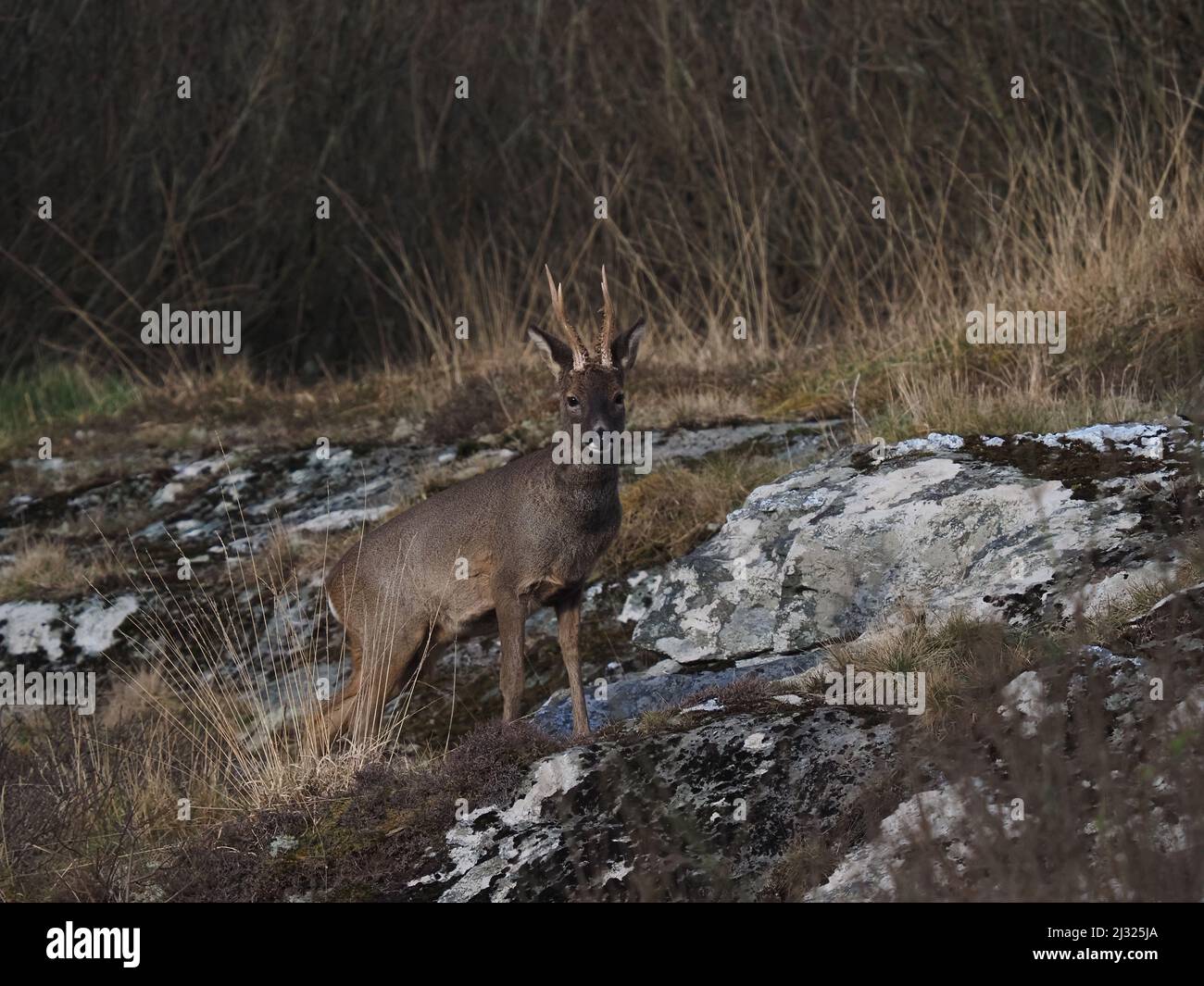 Roe deer are quite common on Islay with moorland and copses available for cover.  The bucks have small antlers and the does none. Stock Photo