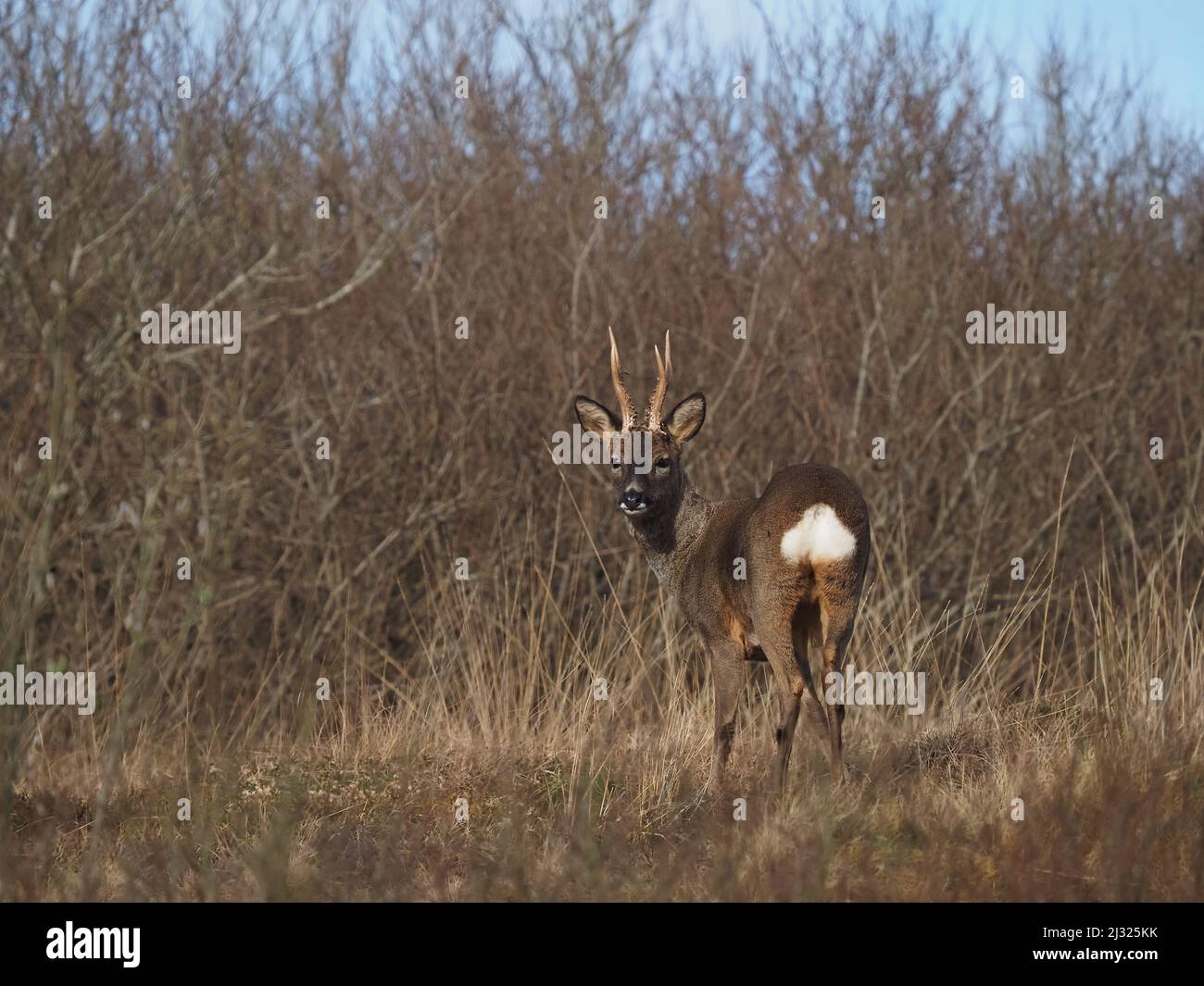 Roe deer are quite common on Islay with moorland and copses available for cover.  The bucks have small antlers and the does none. Stock Photo