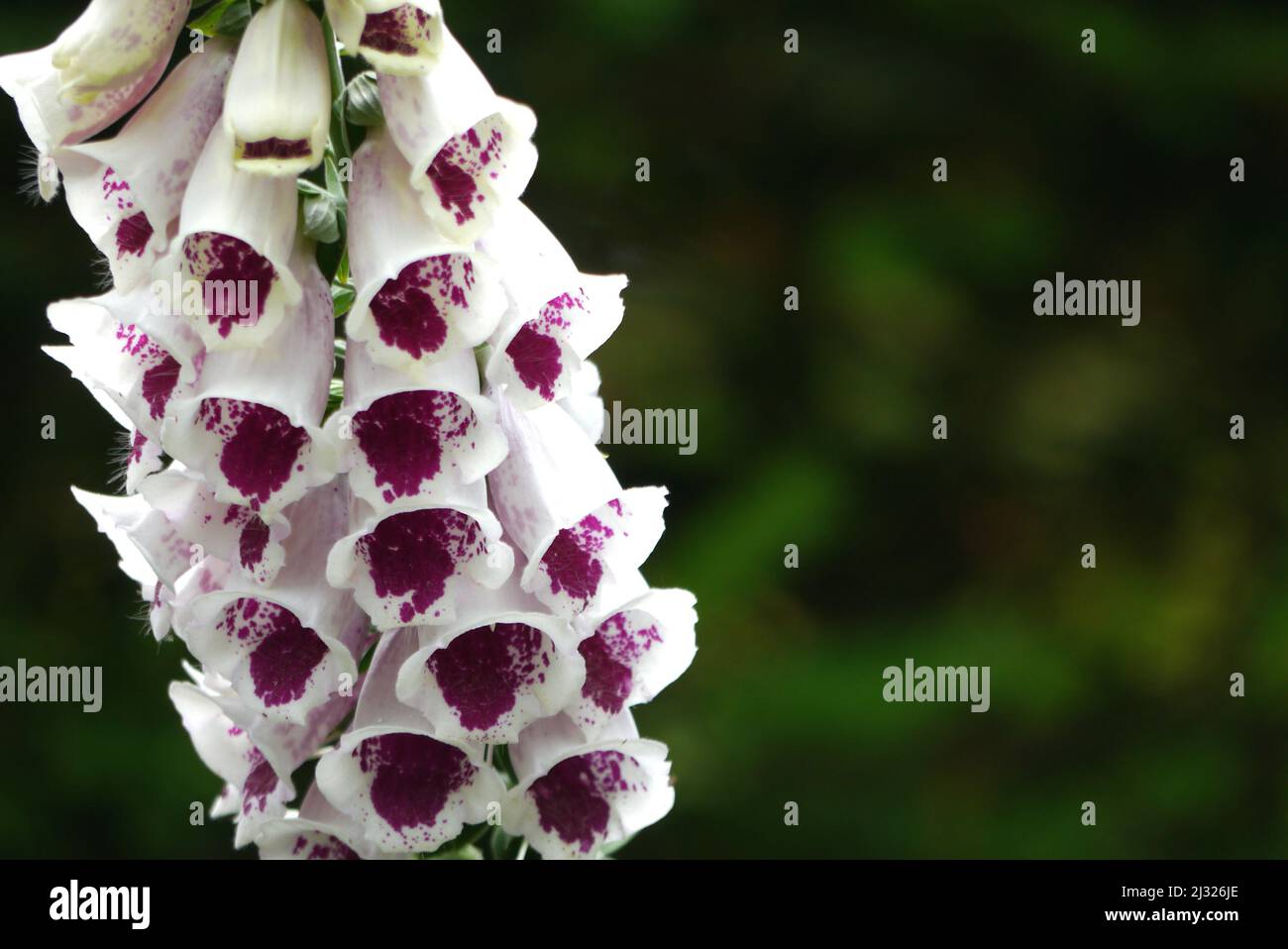 Tall Single White/Purple Common Foxglove (Pam's Choice) 'Digitalis purpurea' Flower at Holker Hall & Gardens, Lake District, Cumbria, England, UK Stock Photo