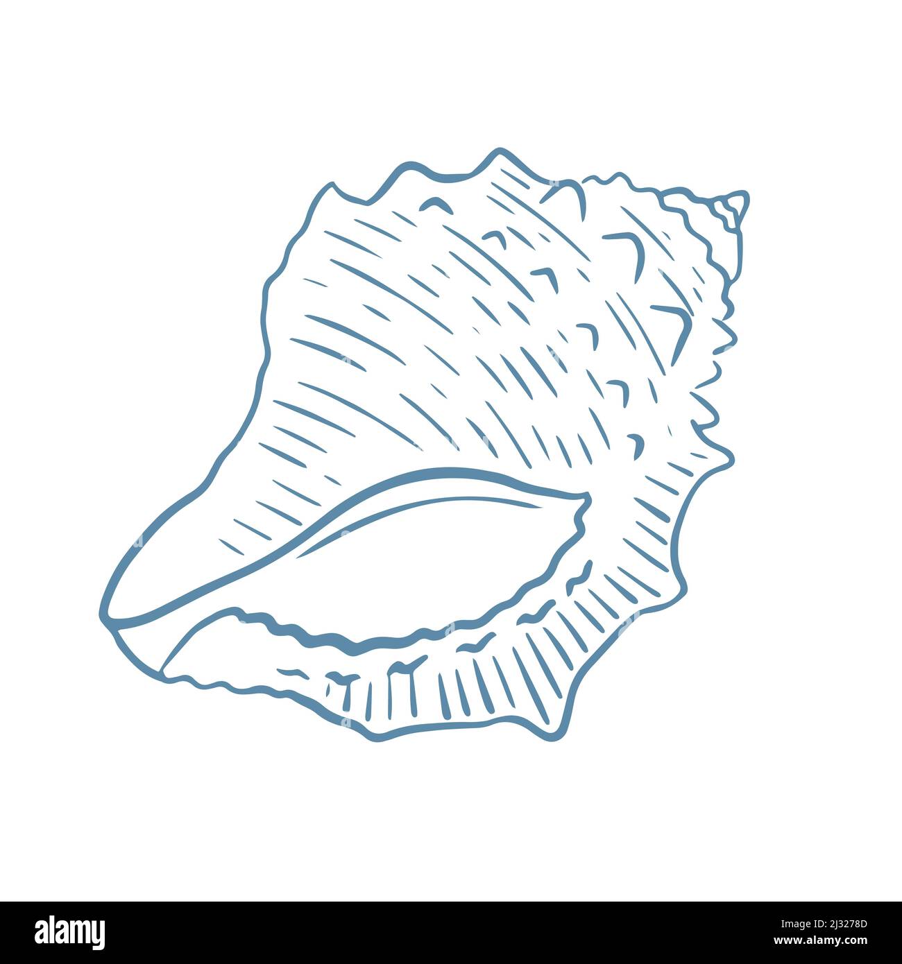 Sea shell hand drawn engraving vector illustration. Sketch single oceanic mollusk. Sea underwater inhabitant isolated object Stock Vector
