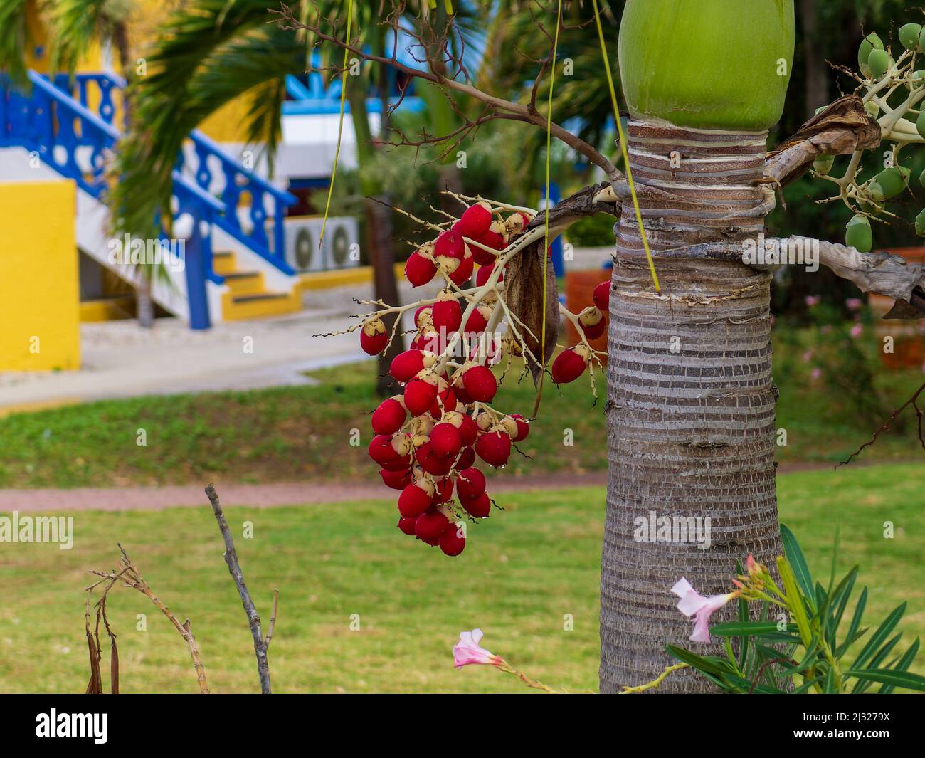 Christmas palm Adonidia merrillii with a cluster of red palm fruit