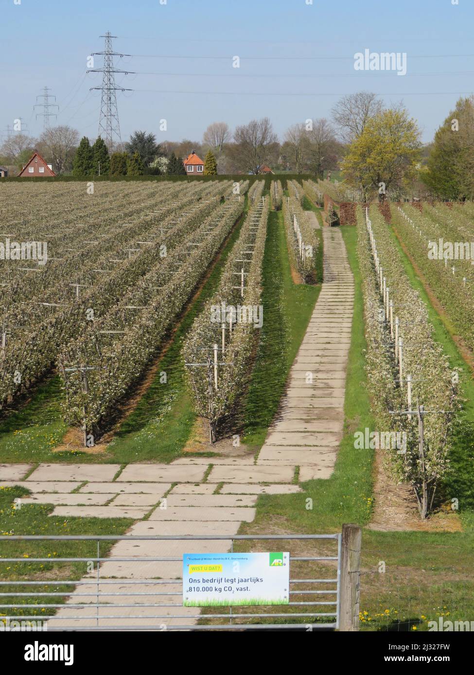Netherlands, apple orchard in the fruit region Betuwe shows how much