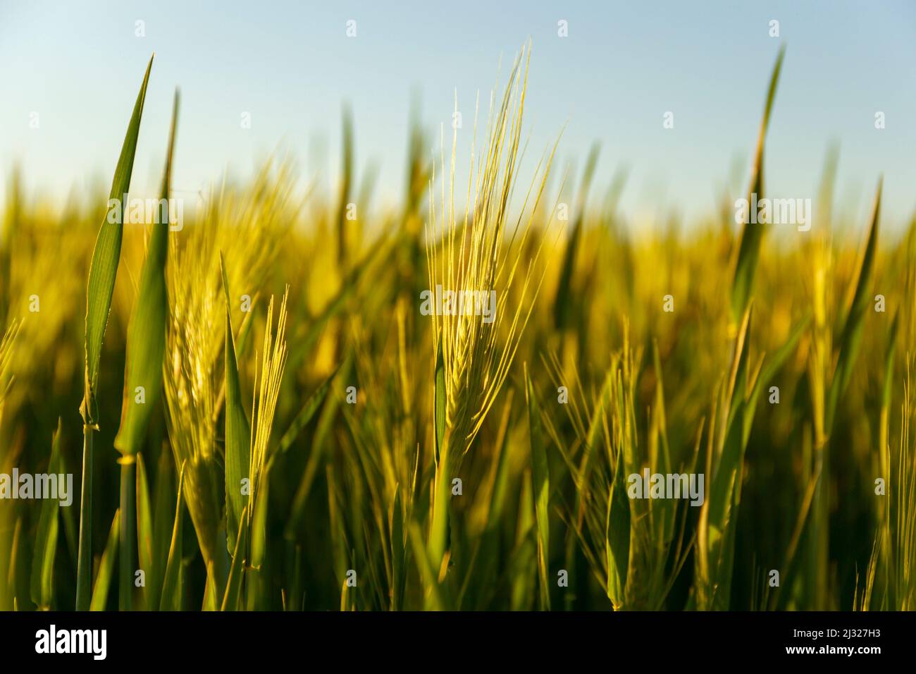 Sunny golden wheat field, ears of wheat close up background Stock Photo ...
