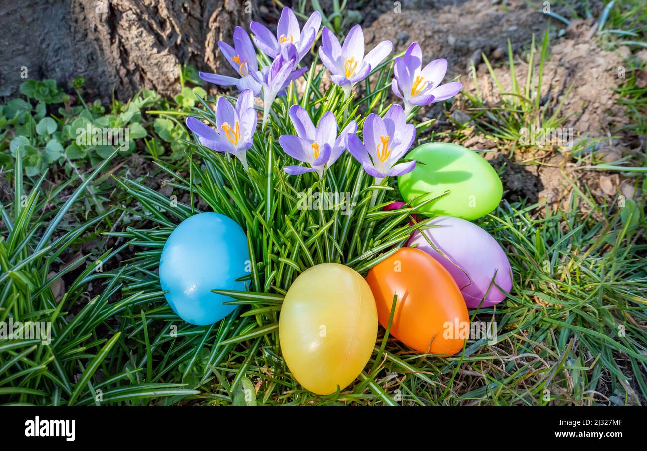 Easter basket with crocuses in the garden Stock Photo