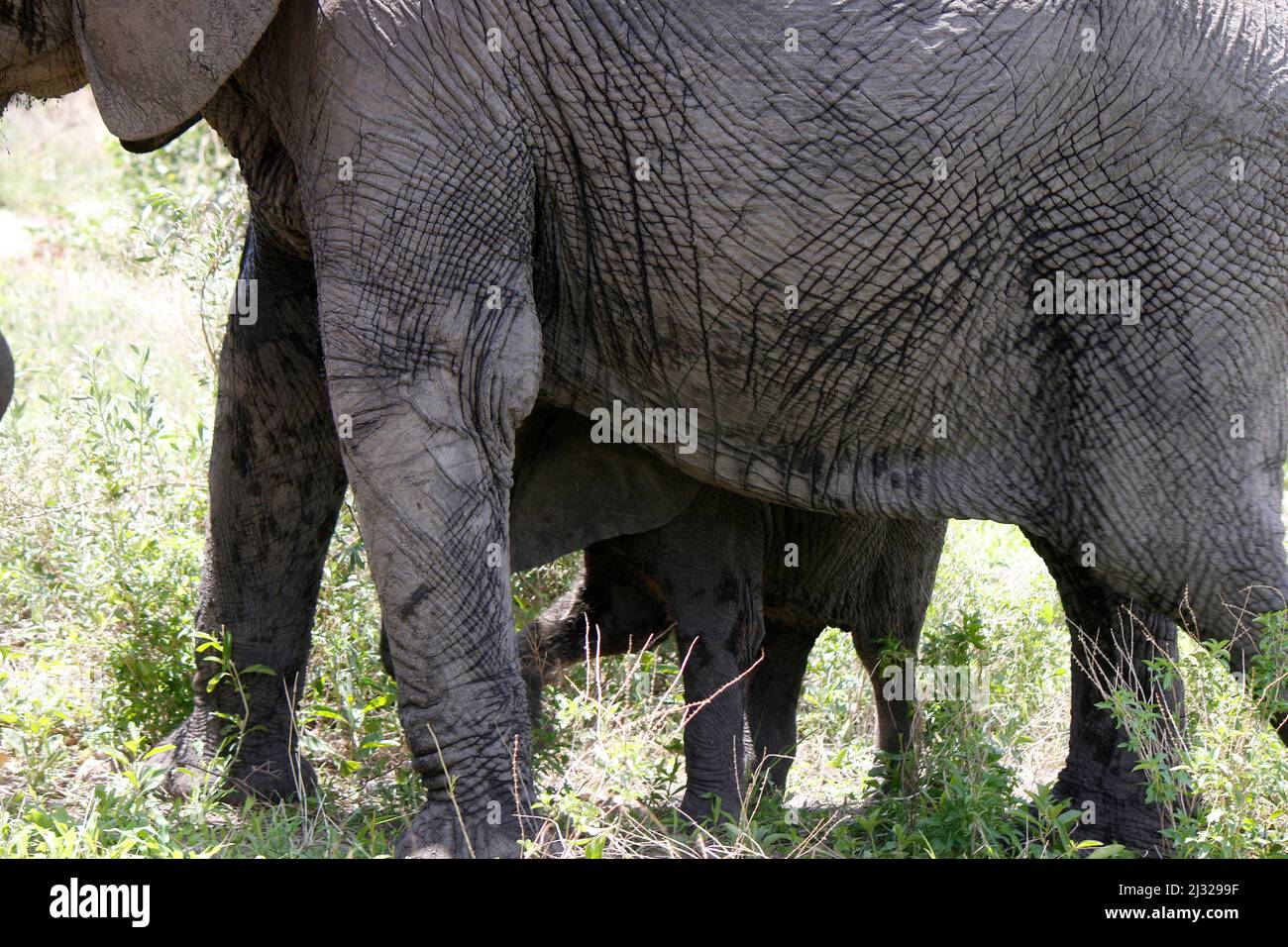 23. Mai 2019: die Regierung von Botswana erlaubt wieder den Abschuss von Elefanten - hier dazu ein BILD aus dem Januar 2019, das im Chobe Nationalpark Stock Photo