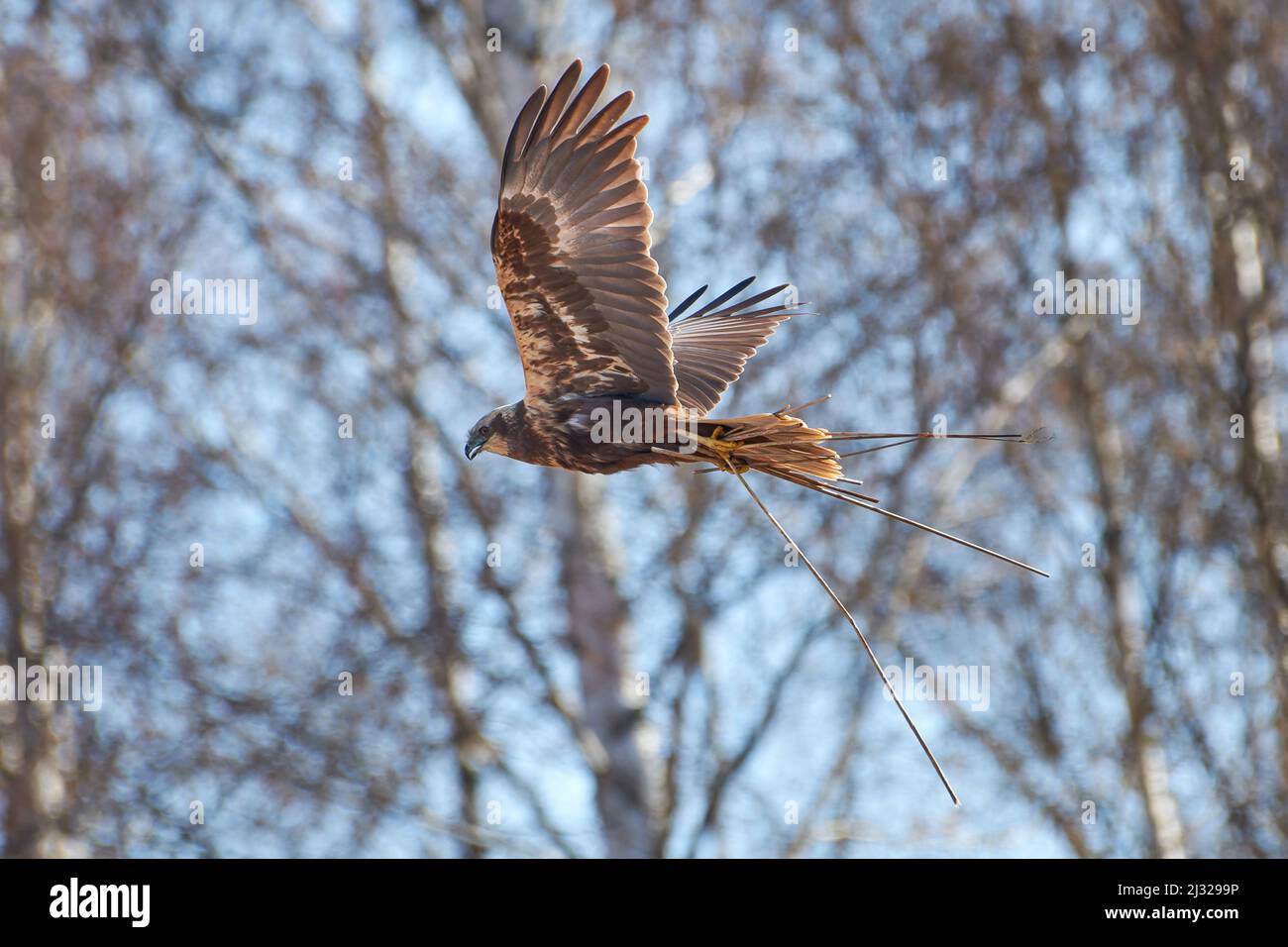 Female western marsh harrier flying in the birch tree forest and carrying reeds for the nest on spring morning in Western Finland. Stock Photo