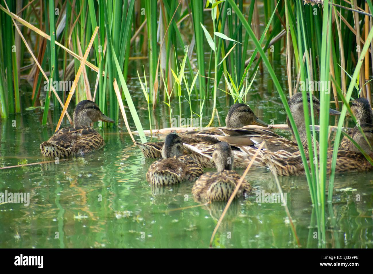 Group of wild ducks swimming in the water between the reeds, summer day