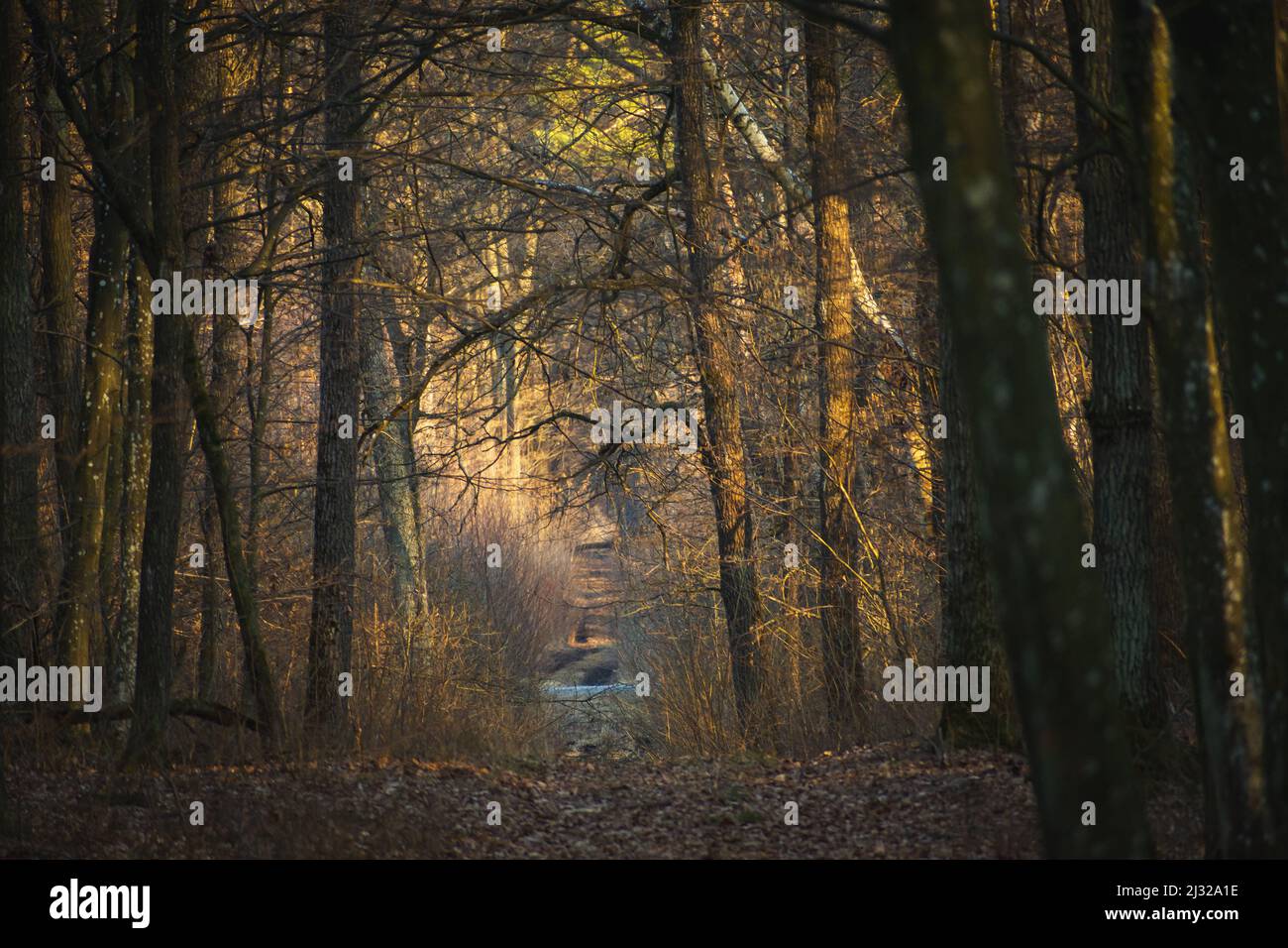 An alley in a creepy and dark forest, March day. Stock Photo