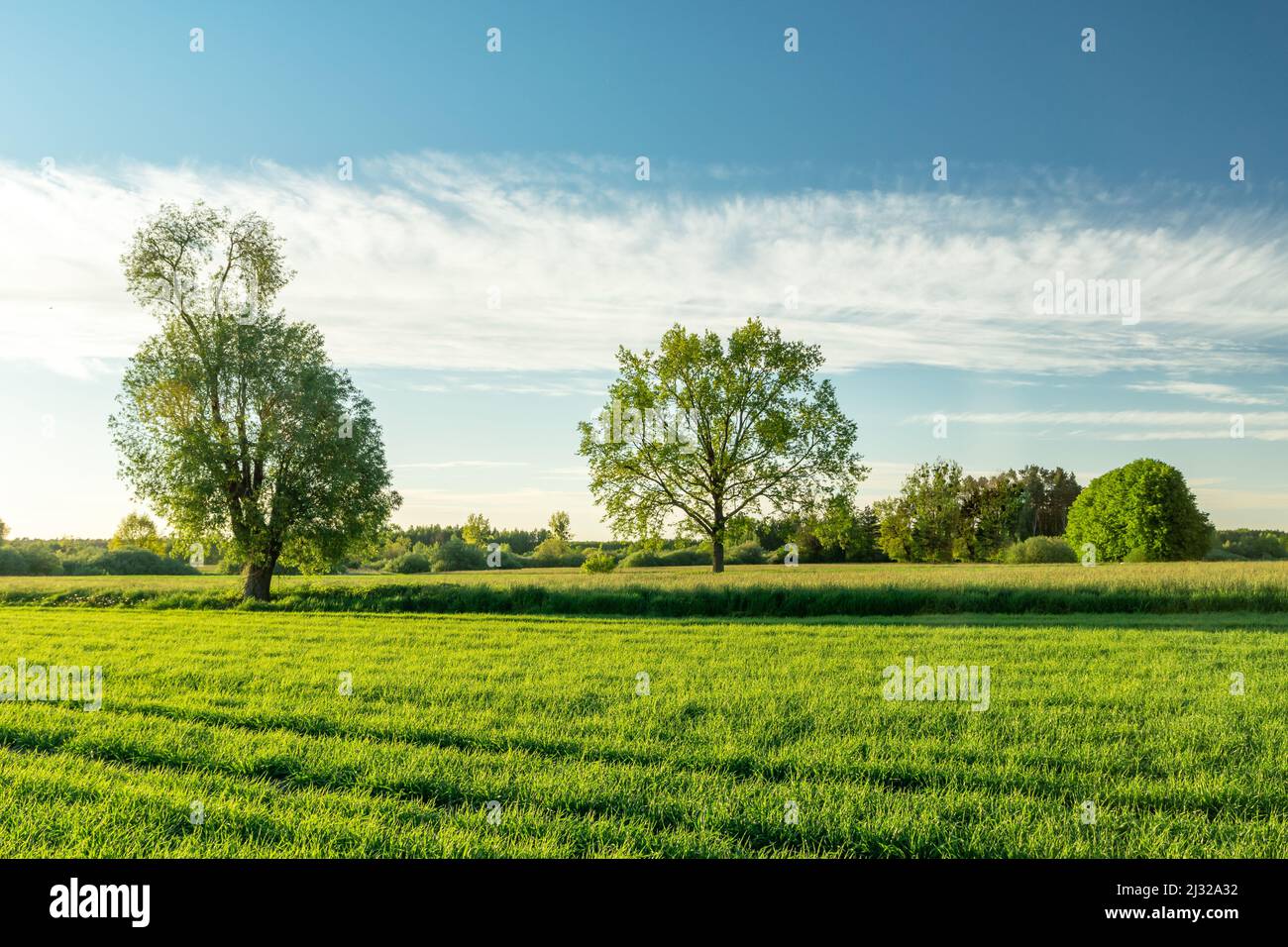 Green fields with trees and a white cloud on the sky, Nowiny, Poland Stock Photo