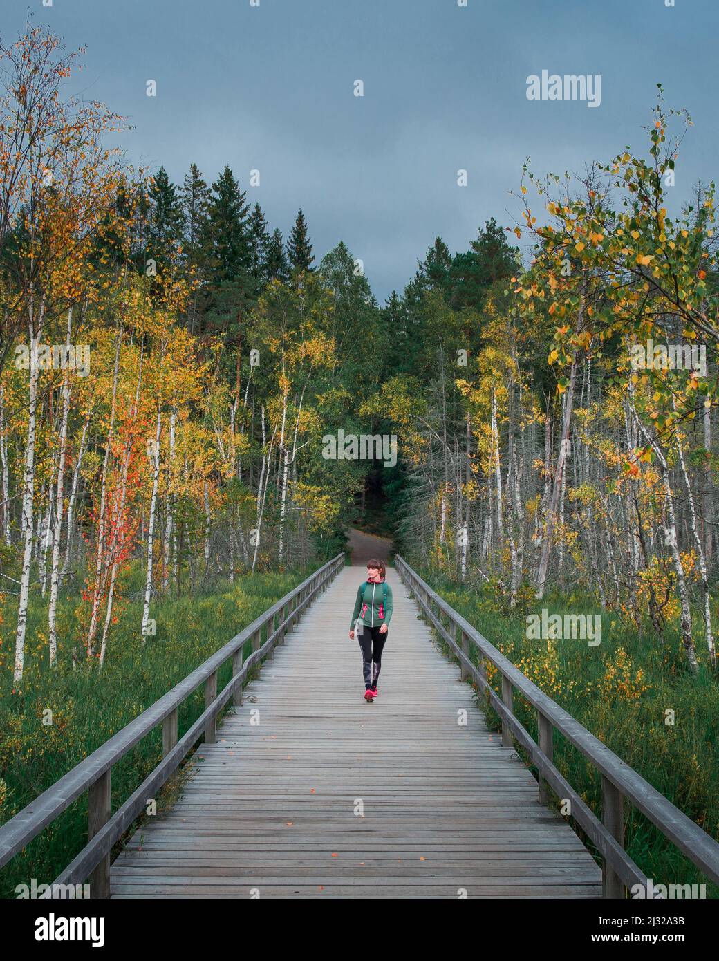 Woman walks on boardwalk with birch trees with autumn leaves in Tyresta National Park in Sweden Stock Photo