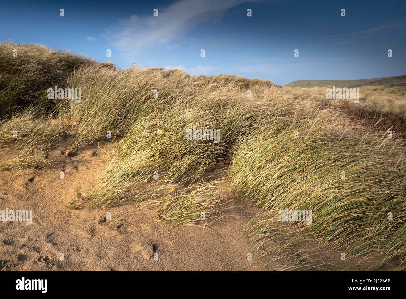 Evening light over Marram Grass; Ammophila arenaria growing on the fragile delicate sand dune system at Rushy Green at Crantock Beach in Newquay in Co Stock Photo