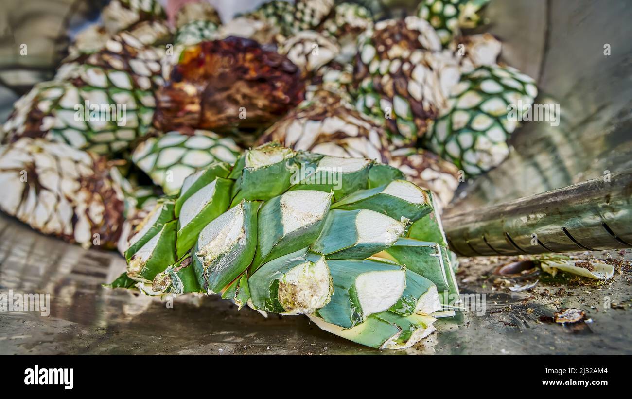 Pineapple agave already cut and ready to be cooked inside the oven ...