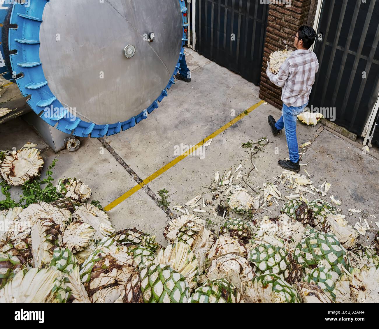 Mountain of agave in a factory yard ready for cooking Stock Photo - Alamy
