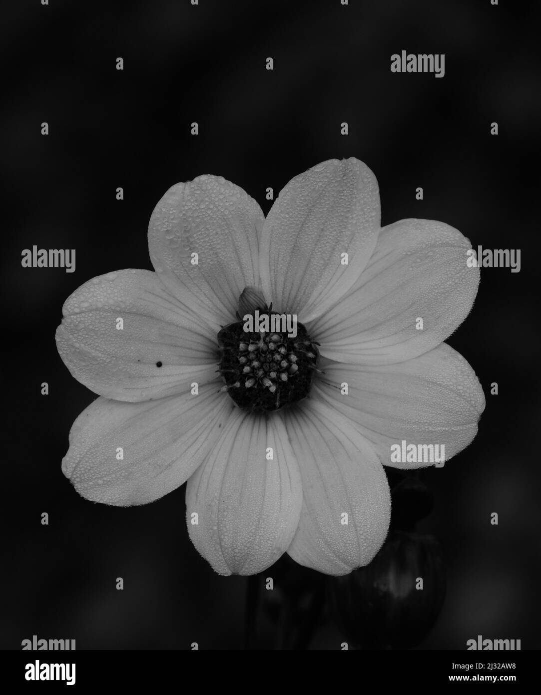 Dahlias gardening Black and White Stock Photos & Images - Alamy