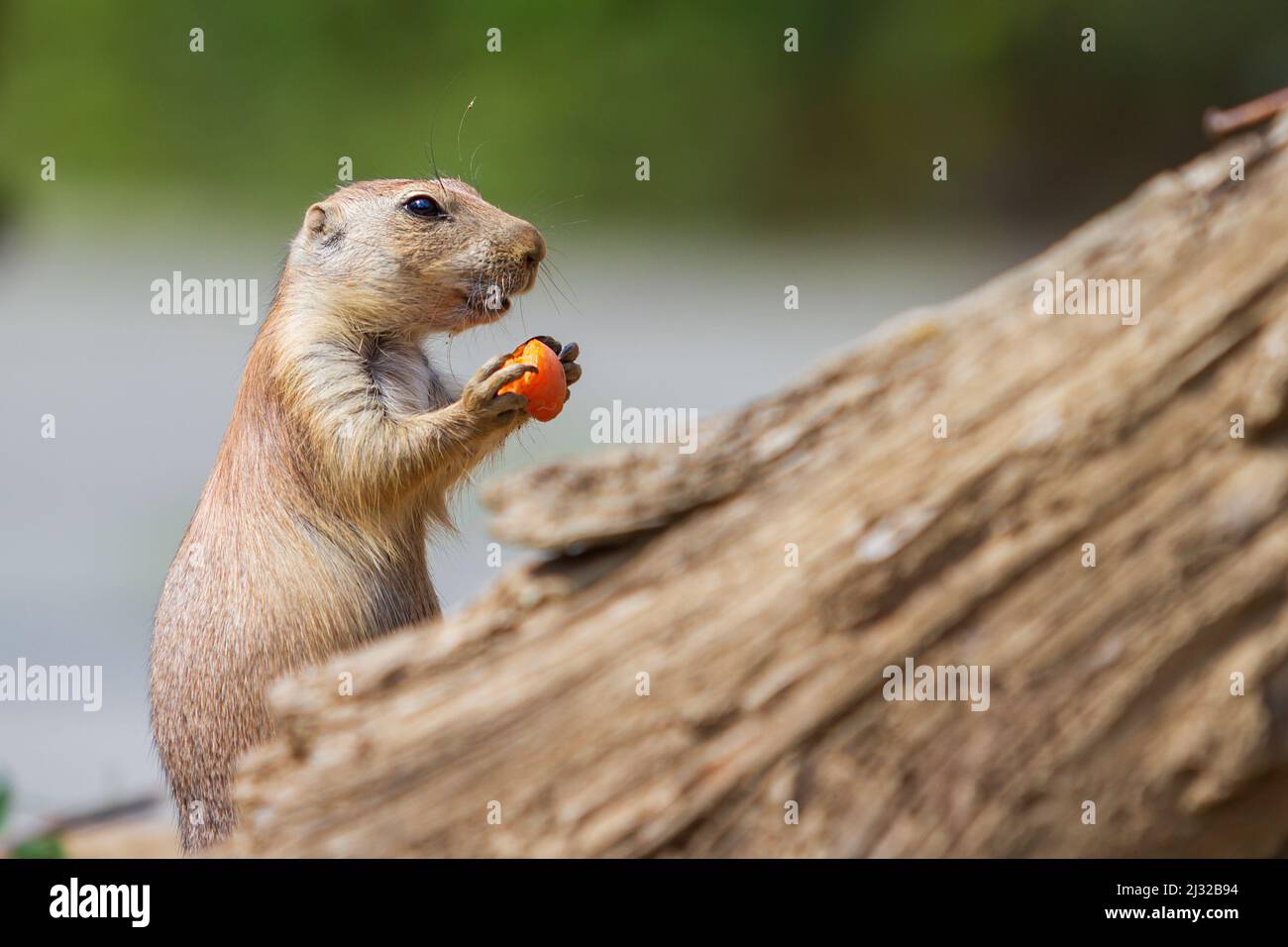 Ground squirrel - Spermophilus citellus stands in a meadow and has carrots in its paws Stock Photo