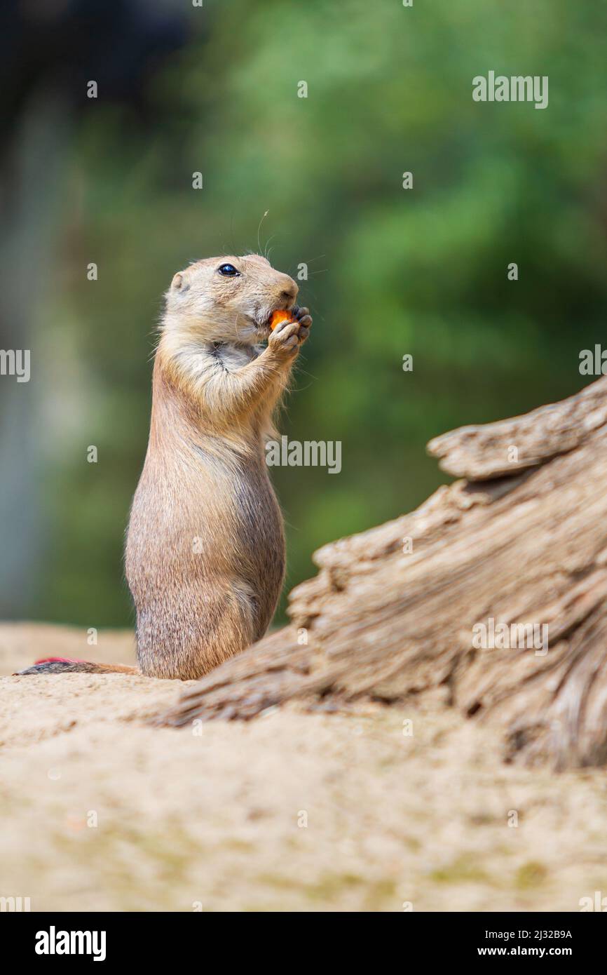 Ground squirrel - Spermophilus citellus stands in a meadow and has carrots in its paws Stock Photo