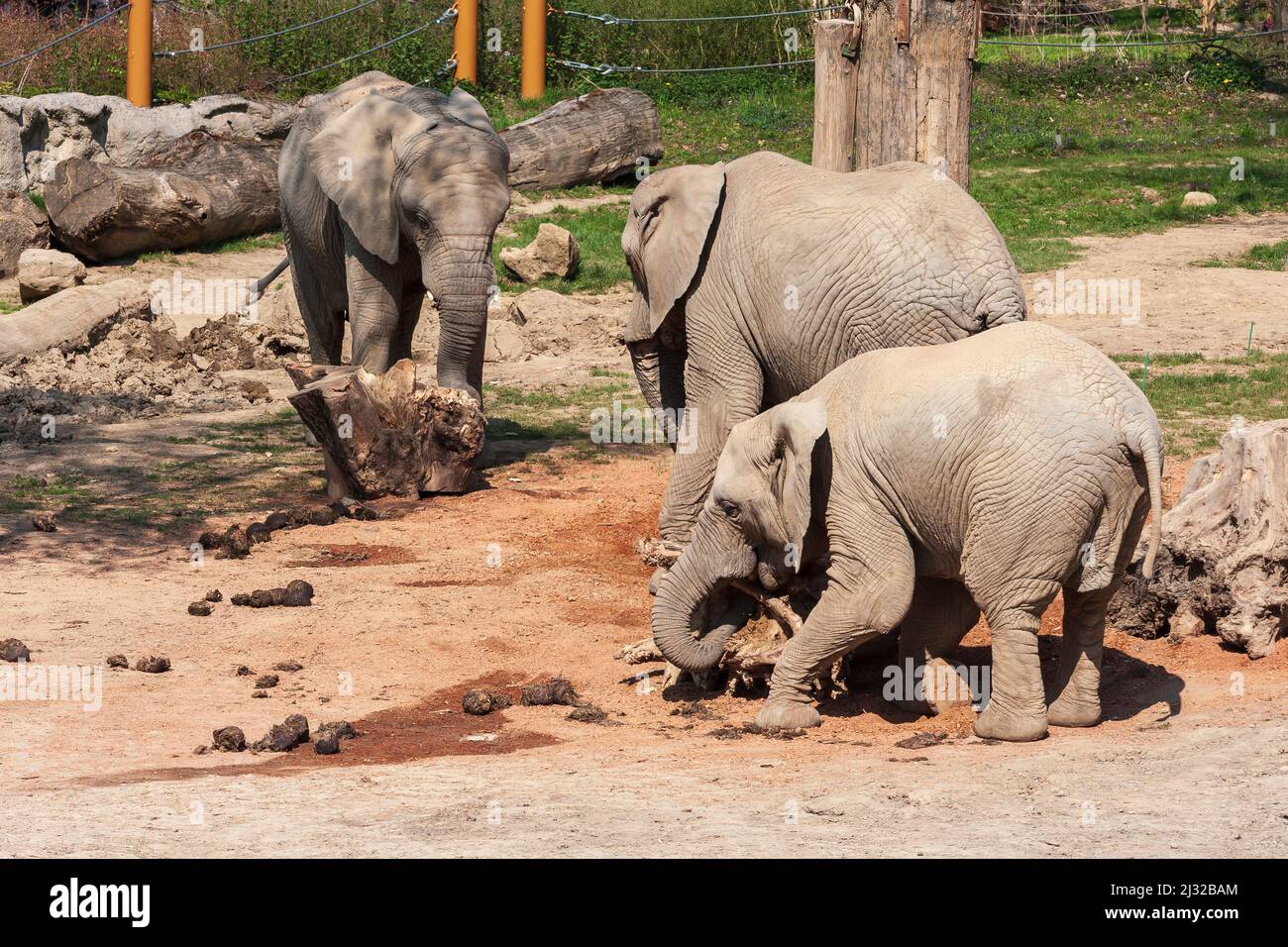 Elephants in the zoo enclosure Stock Photo Alamy