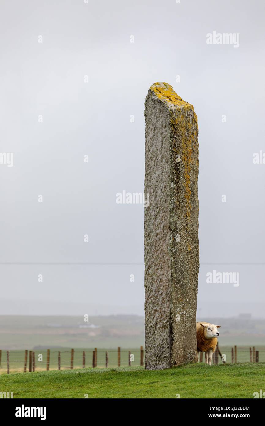 Sheep seeks windbreak behind Standing Stone, Megalithic, Storm, Stenness, Orkney, Scotland UK Stock Photo