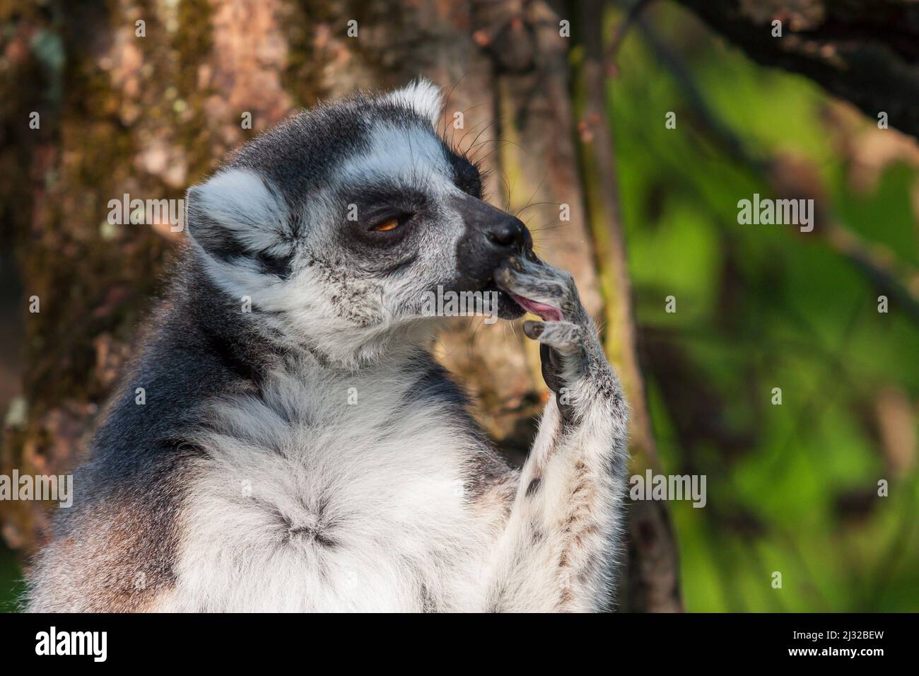 Portrait of Lemuriformes - Lemur in park with nice background Stock Photo
