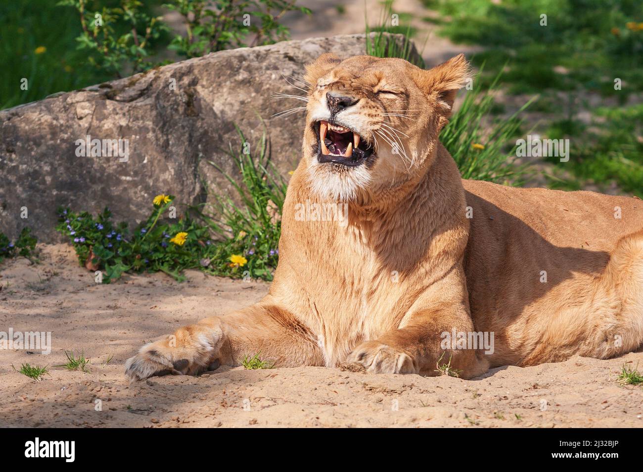 The lioness lies in the sun and has an open mouth where his teeth are visible. Stock Photo