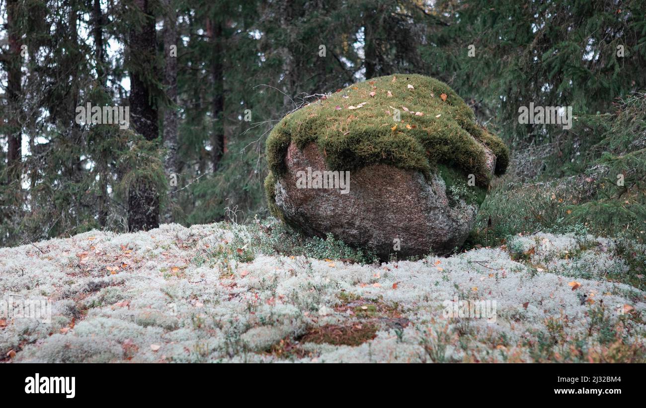 Boulders covered by moss in the forest in Tiveden National Park in Sweden Stock Photo