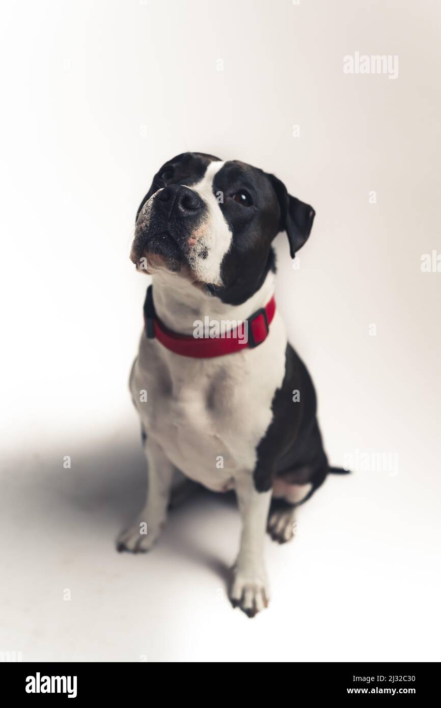 cute lovely black and white bulldog sitting on the floor and looking up studio shot full shot pet concept isolated. High quality photo Stock Photo