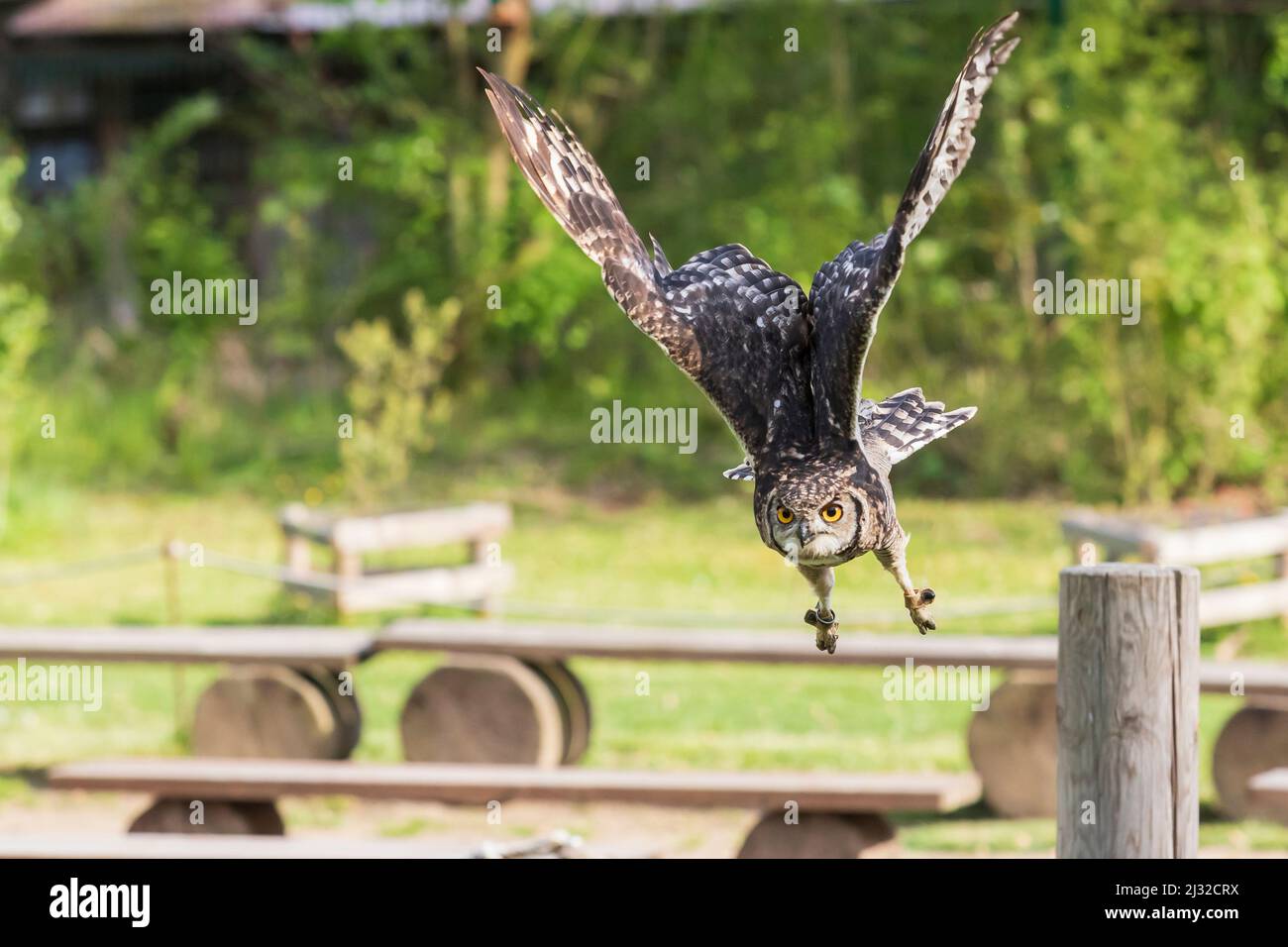 African eagle owl Bubo africanus falconry guided on a green field