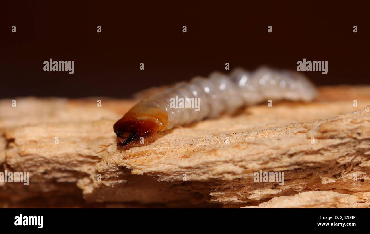 Woodworm larva hires stock photography and images Alamy