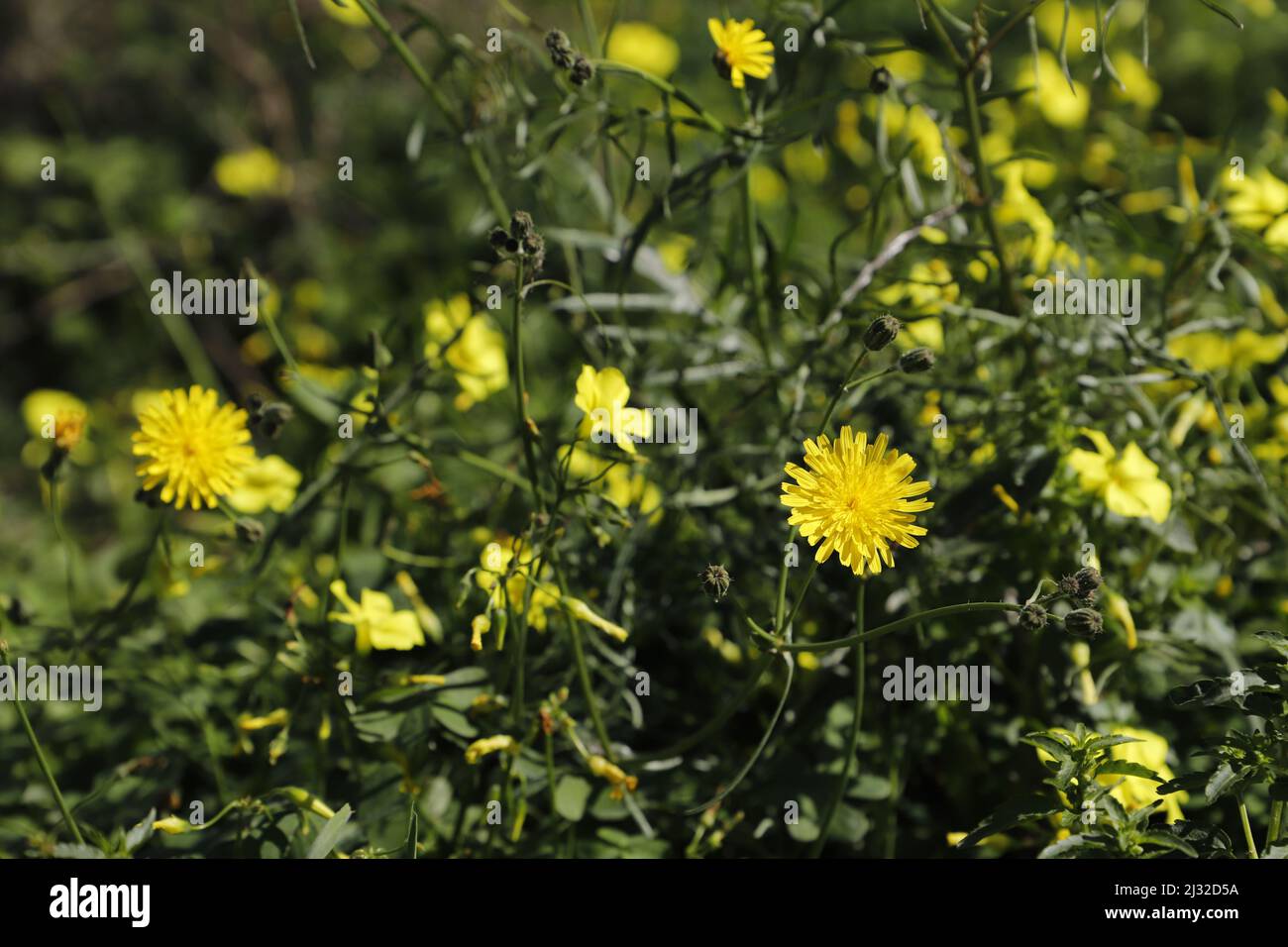 yellow wildflowers dandelion and oxalis flowers Stock Photo