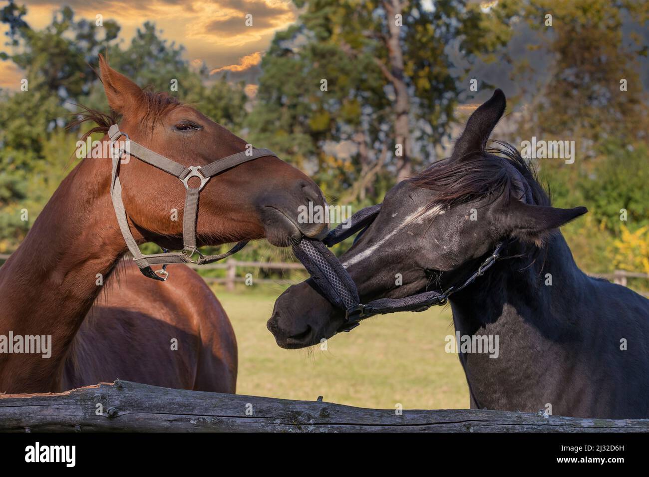 Brown and black horse in the meadow. Portrait of a head with a noose. Stock Photo