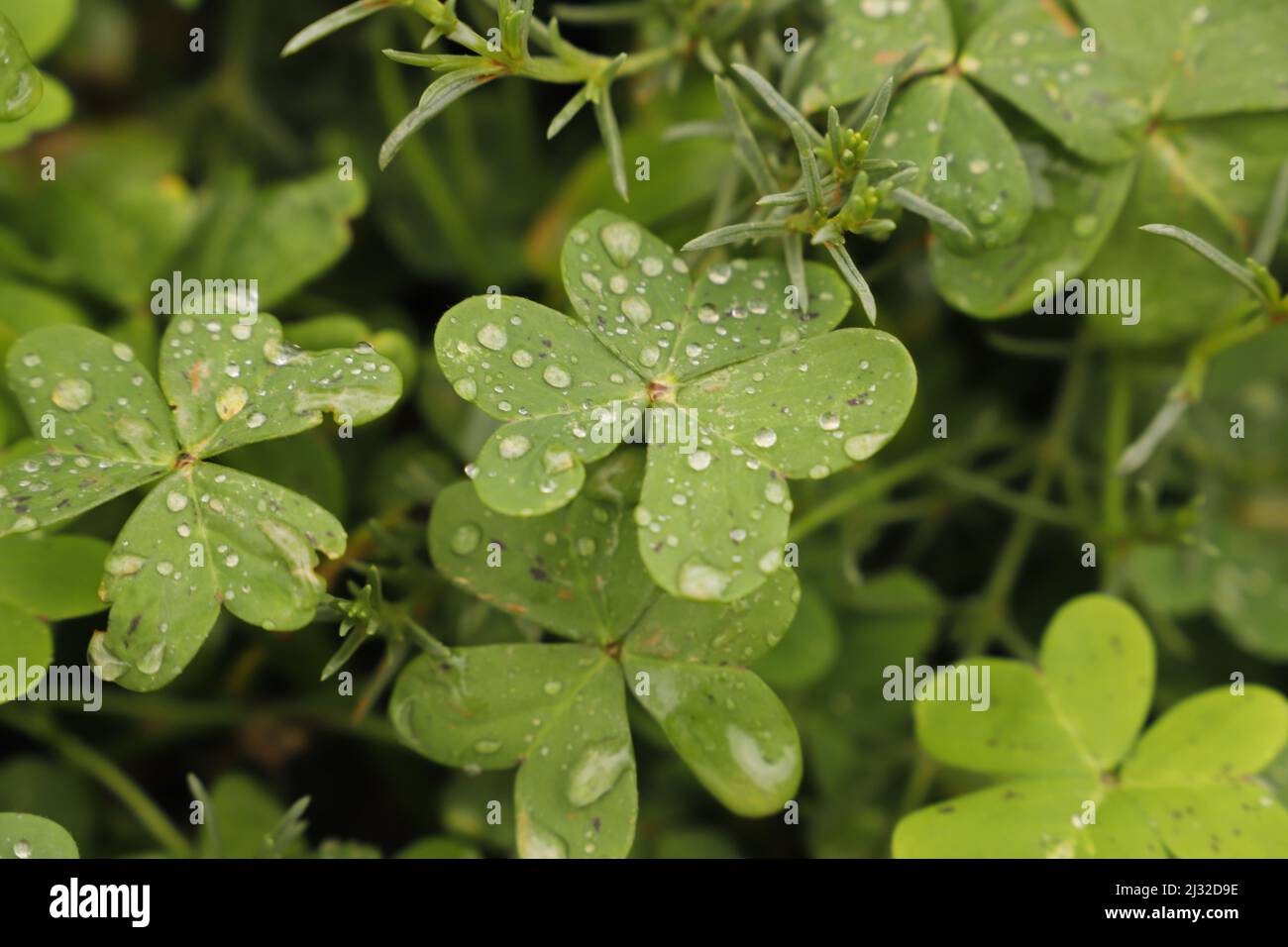 Leaves with raindrops of the oxalis buttercup Stock Photo