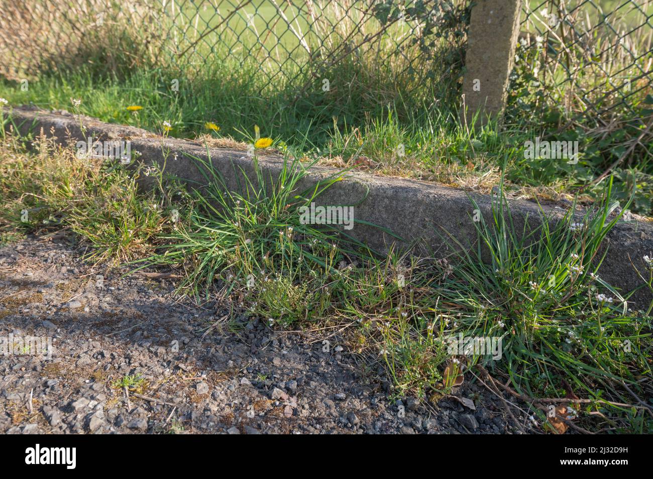 Weeds growing in road gutter, Carmarthenshire, Wales, UK Stock Photo
