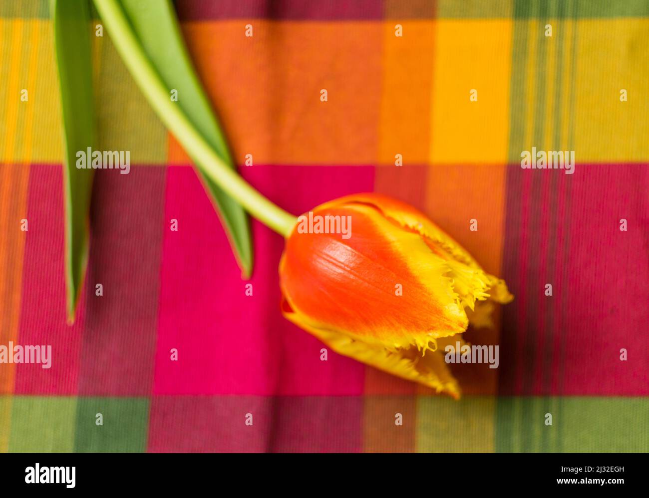 Tulip on a burgundy background Stock Photo - Alamy
