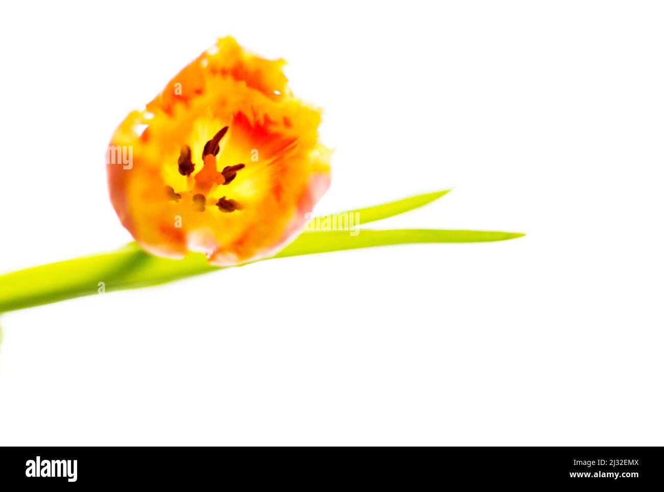 Tulips on a burgundy wooden background. Stock Photo