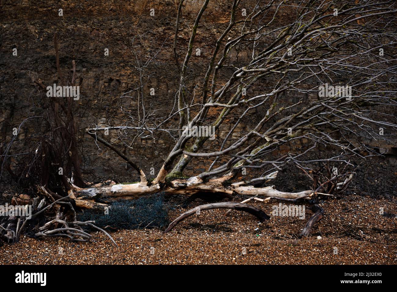 Fallen tree on a beach due to coastal erosion Stock Photo
