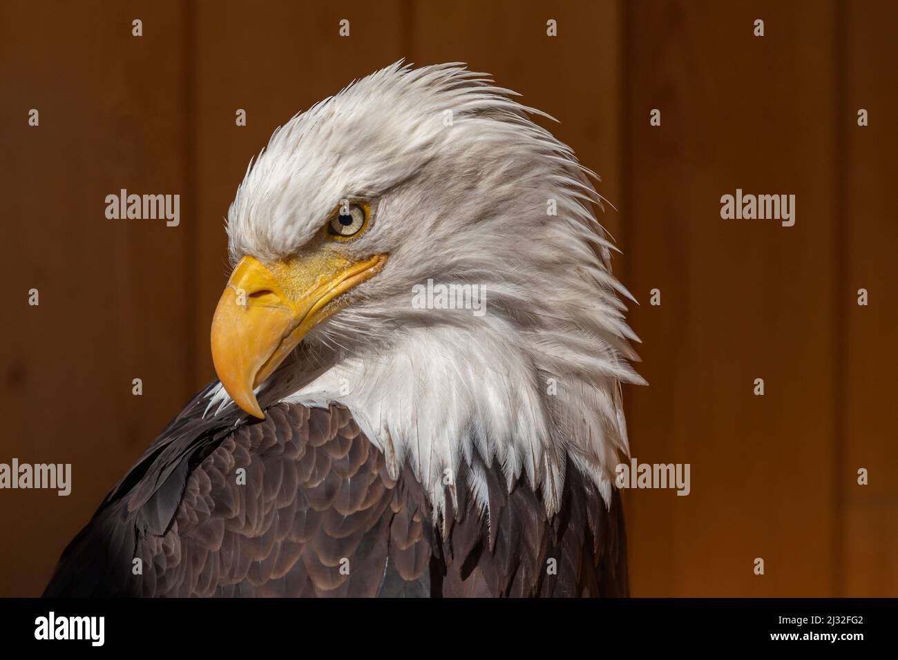 The bald eagle has a turned head and the background is dark brown Stock ...