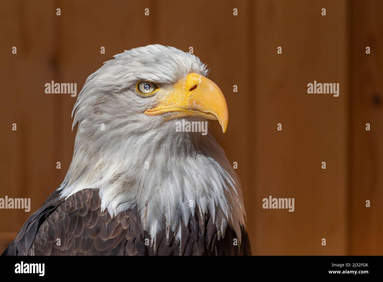 Side portrait of a bald eagle on a dark brown background. The eagle has a colored white head. Stock Photo