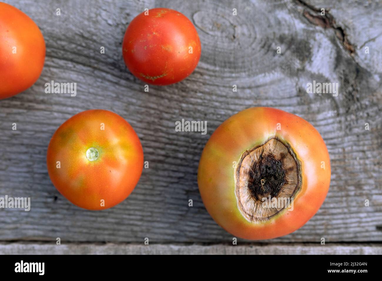 Sick tomato fruit affected by vertex rot disease near ripe red tomatoes Stock Photo