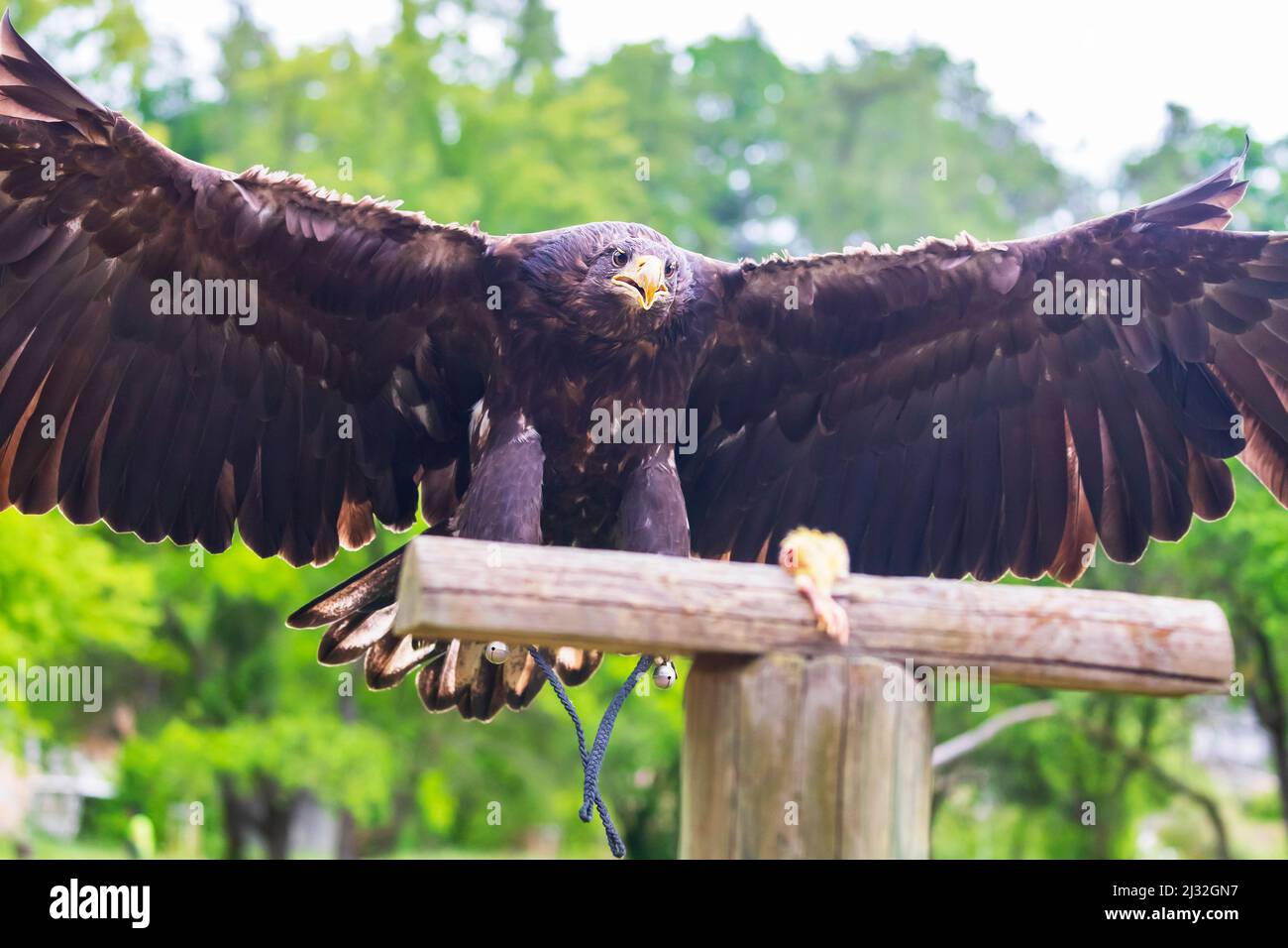 Haliaeetus albicilla - Sea Eagle - falconry guided by landing on a wooden beam. The eagle has its legs outstretched with its claws ready to land. Stock Photo