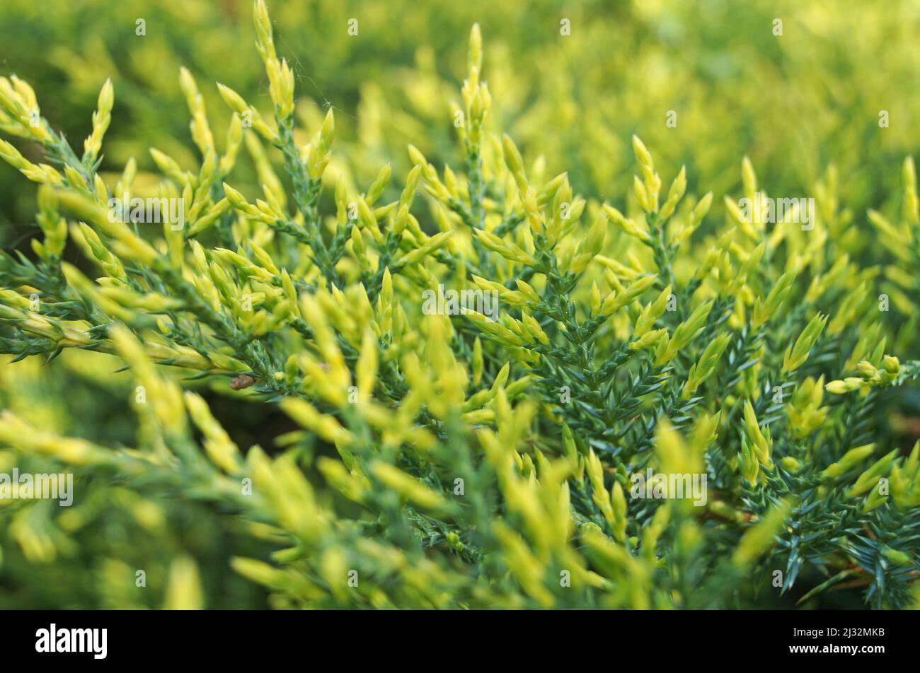 Thuja branch with bright green soft needles on a sunny day Stock Photo
