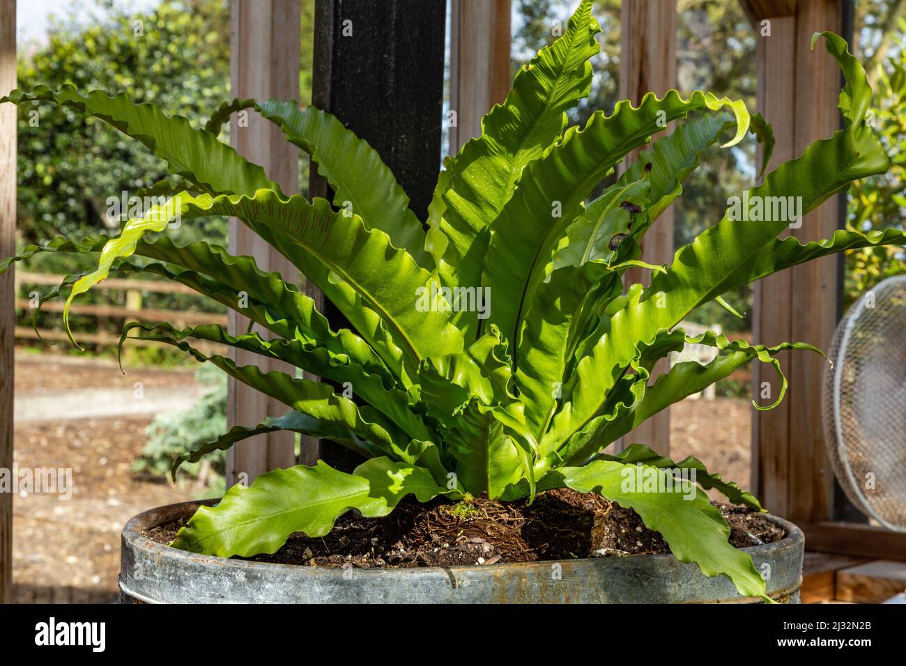 Birds nest fern plant.(Asplenium nidus Stock Photo Alamy
