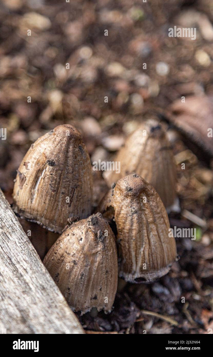Common Inkcap  fungus (Coprinopsis atramentaria) growing at the edge of a wooden raised flower bed. These mushrooms grow next ro decaying wood. Stock Photo
