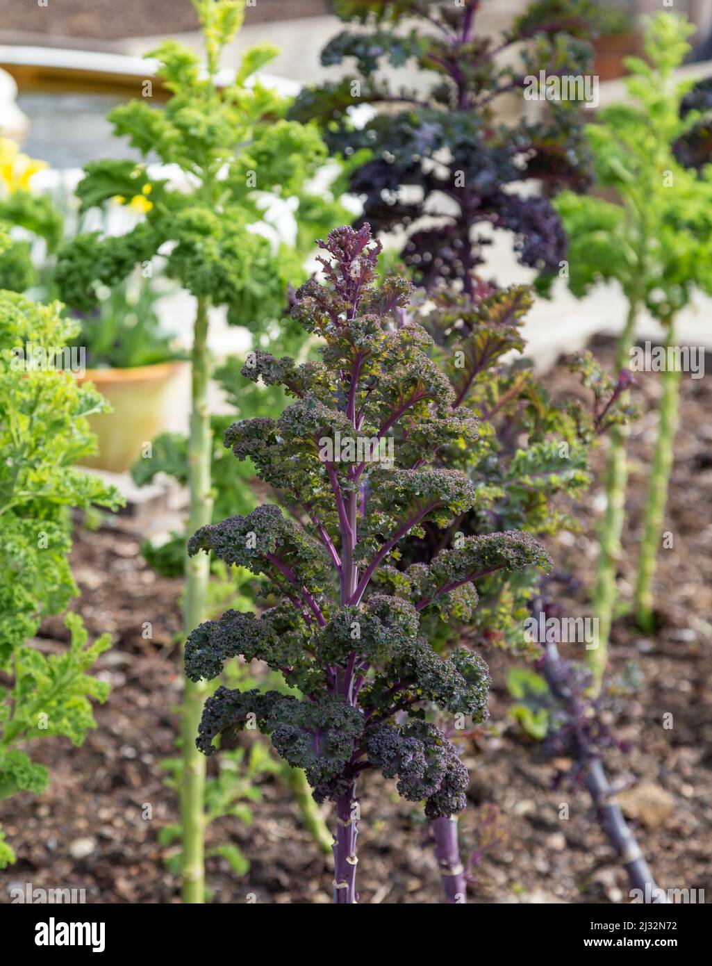Green and Purple Curly Kale growing in a vegetable garden. Stock Photo
