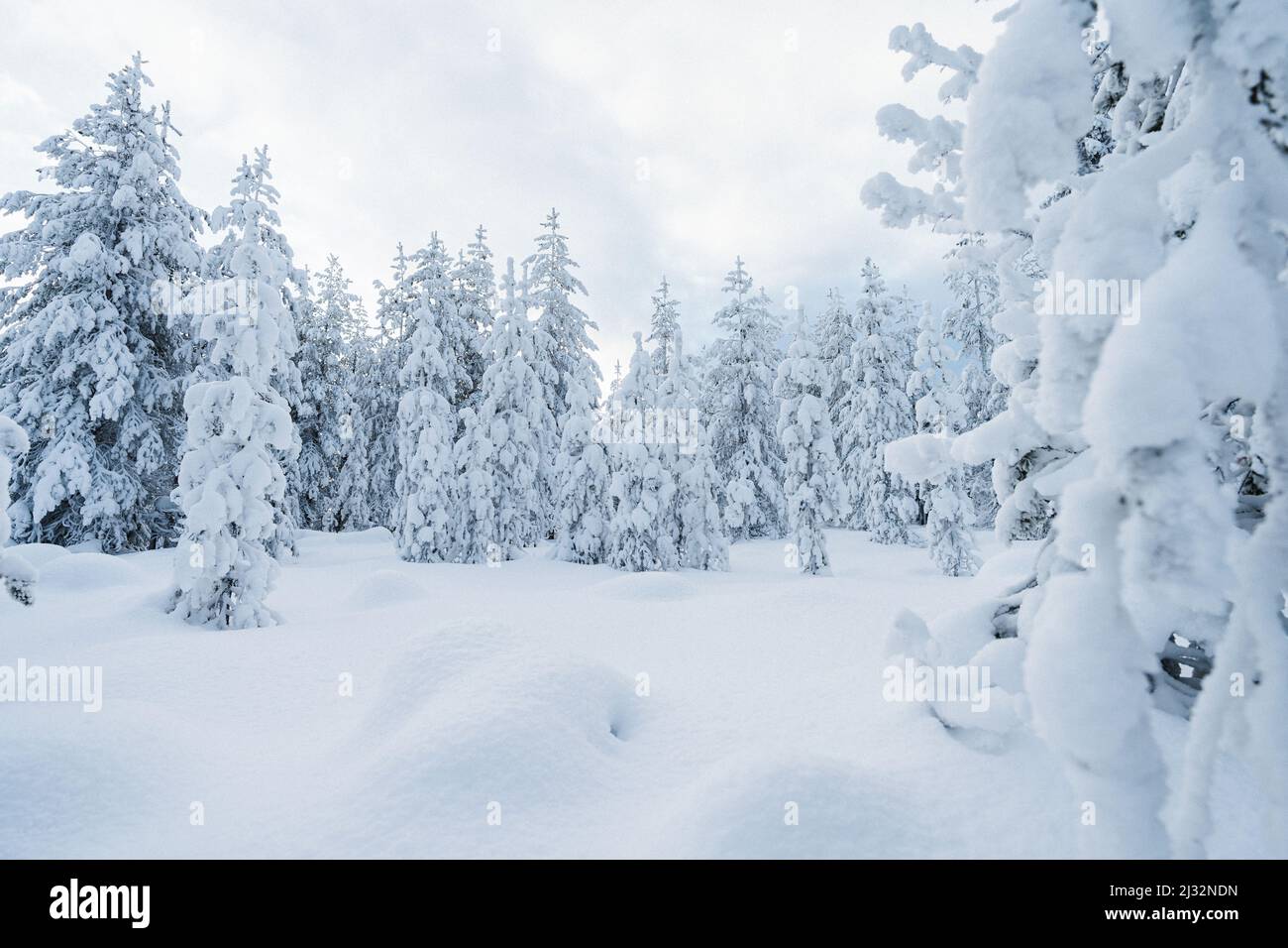 Pine forest covered in snow in lapland hi-res stock photography and ...