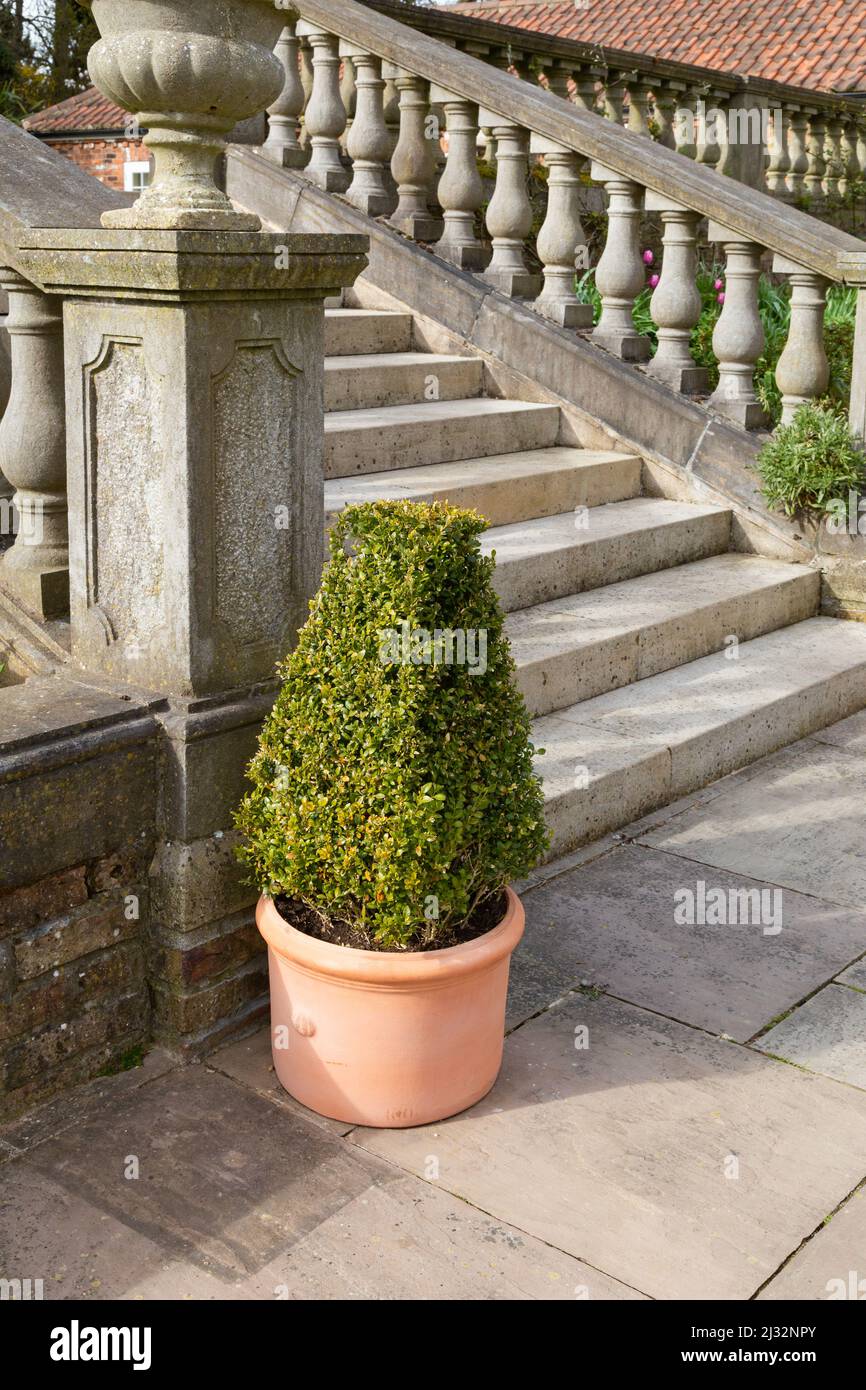 A clipped box (buxus shrub) in a clay pot next to stone steps. This garden feature is in the stunning gardens of Goldsborough Hall, North Yorkshire. Stock Photo